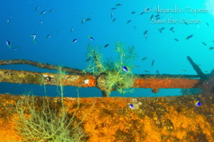 Black Coral in the Wreck by Alejandro Topete 